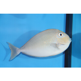 Naso vlamingii - Bignose unicornfish medium