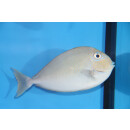 Naso vlamingii - Bignose unicornfish medium