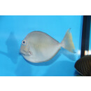 Naso vlamingii - Bignose unicornfish medium