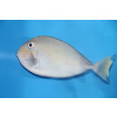 Naso vlamingii - Bignose unicornfish medium