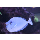 Naso brevirostris - Spotted unicornfish small