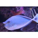 Naso brevirostris - Spotted unicornfish medium