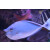 Naso brevirostris - Spotted unicornfish medium
