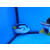 Paracanthurus hepatus - Palette surgeonfish / Blue tang medium