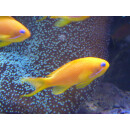 Pseudanthias squamipinnis - Juwelen-Fahnenbarsch Weibchen