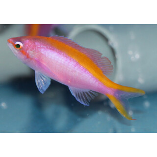 Pseudanthias (Mirolabrichthys) tuka - Yellowstriped fairy...