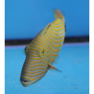 Balistapus undulatus - Orange-lined triggerfish small
