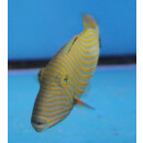 Balistapus undulatus - Orange-lined triggerfish small