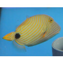 Balistapus undulatus - Orange-lined triggerfish small