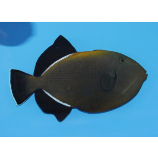 Melichthys indicus - Indian triggerfish large