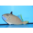 Xanthichthys auromarginatus - Gilded triggerfish