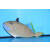Xanthichthys auromarginatus - Gilded triggerfish