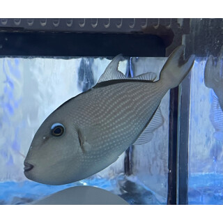 Xanthichthys auromarginatus - Gilded triggerfish female
