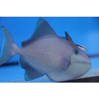 Odonus niger - Redtoothed triggerfish small