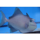 Odonus niger - Redtoothed triggerfish small