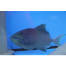 Odonus niger - Redtoothed triggerfish small