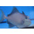 Odonus niger - Redtoothed triggerfish medium