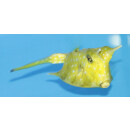 Lactoria cornuta - gehörnter Kuhkofferfisch