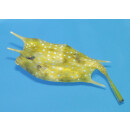 Lactoria cornuta - gehörnter Kuhkofferfisch