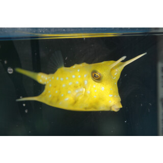 Lactoria cornuta - gehörnter Kuhkofferfisch M ca. 6cm