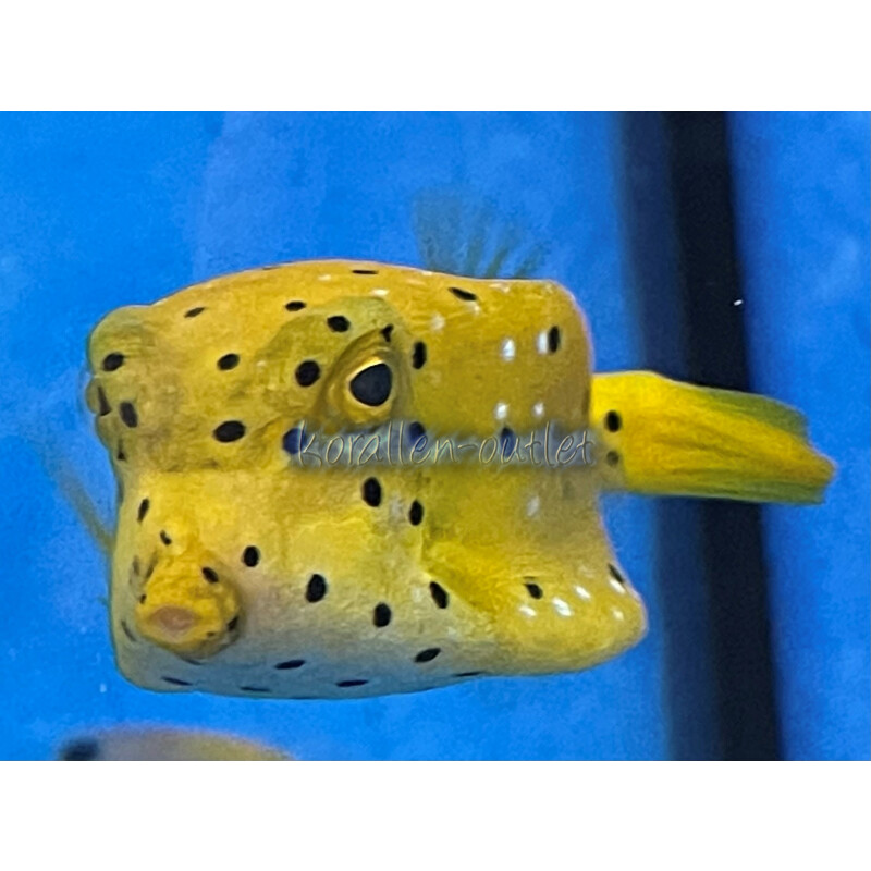 Ostracion cubicus - gewöhnlicher Kofferfisch