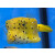 Ostracion cubicus - Yellow boxfish