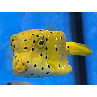 Ostracion cubicus - Yellow boxfish small