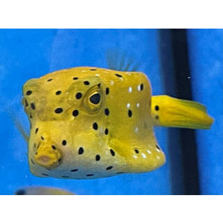 Ostracion cubicus - Yellow boxfish medium