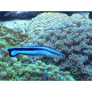 Labroides dimidiatus - Putzerlippfisch Paar L