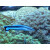 Labroides dimidiatus - Putzerlippfisch Paar L
