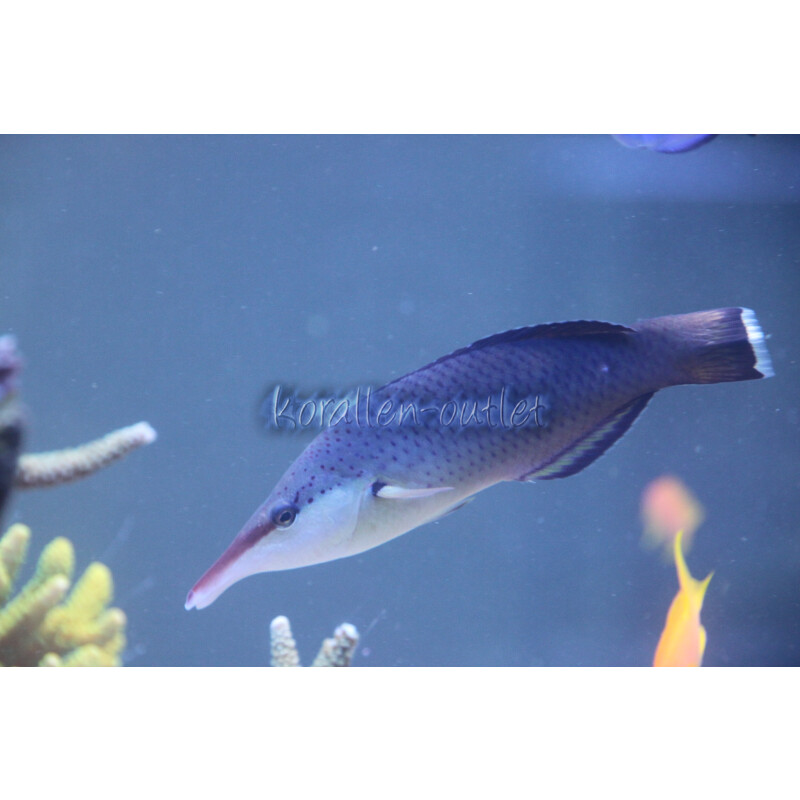 Gomphosus (varius) caeruleus - Langnasen-Lippfisch