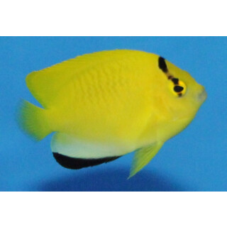 Apolemichthys trimaculatus - Dreipunkt-Rauchkaiserfisch...
