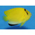Apolemichthys trimaculatus - Dreipunkt-Rauchkaiserfisch Jugendfärbung