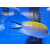 Genicanthus melanospilos - Spotbreast angelfish