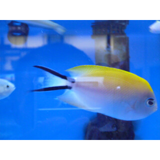 Genicanthus melanospilos - Spotbreast angelfish female