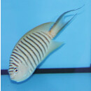 Genicanthus melanospilos - Pazifischer Zebrakaiserfisch Weibchen
