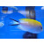 Genicanthus melanospilos - Pazifischer Zebrakaiserfisch Weibchen