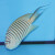 Genicanthus melanospilos - Pazifischer Zebrakaiserfisch Weibchen