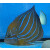 Pomacanthus annularis - Bluering angelfish adult