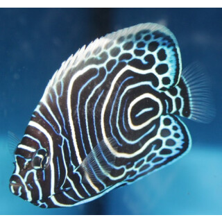 Pomacanthus imperator - Emperor angelfish