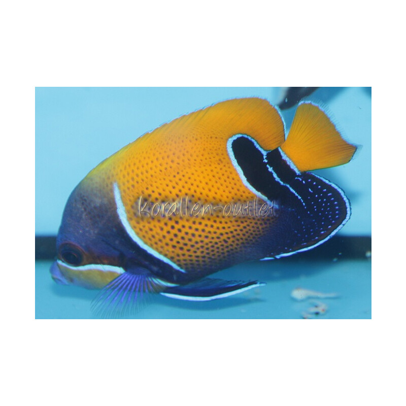 Pomacanthus navarchus - Traumkaiserfisch