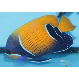 Pomacanthus navarchus - Bluegirdled angelfish