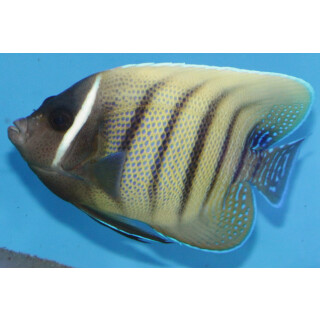 Pomacanthus sexstriatus - Sechsbinden-Kaiserfisch Erwachsenenfärbung