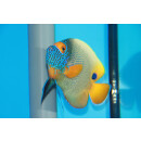 Pomacanthus xanthometopon - Yellowface angelfish