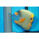 Pomacanthus xanthometopon - Yellowface angelfish