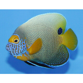 Pomacanthus xanthometopon - Yellowface angelfish semiadult