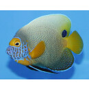 Pomacanthus xanthometopon - Yellowface angelfish adult