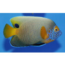 Pomacanthus xanthometopon - Yellowface angelfish adult