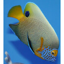 Pomacanthus xanthometopon - Yellowface angelfish adult