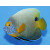 Pomacanthus xanthometopon - Yellowface angelfish adult